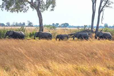 African Elephants