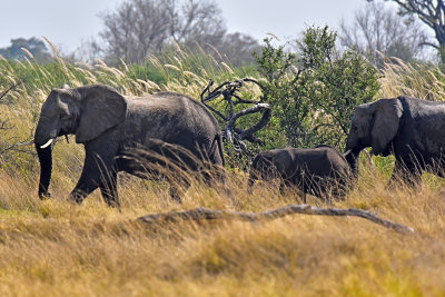 African Elephants on the Go