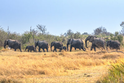 African Elephants on the Go