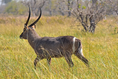 Waterbuck