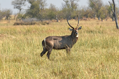 Waterbuck