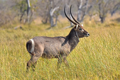 Waterbuck