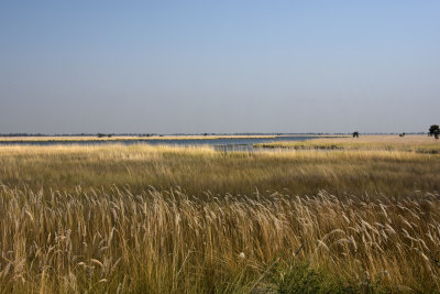 Okavanga Delta Marsh