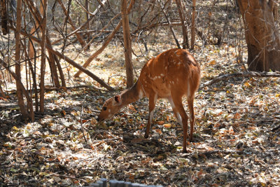 Red Duiker
