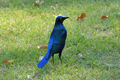 Cape Glossy Starling