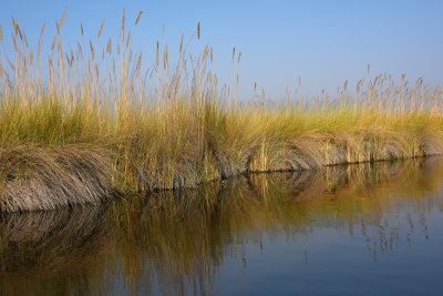 Marsh Grass Reflections