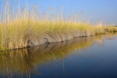 Marsh Grass Reflections