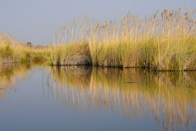 Marsh Grass Reflections