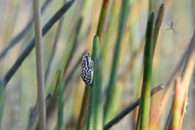 Painted Reed Frog