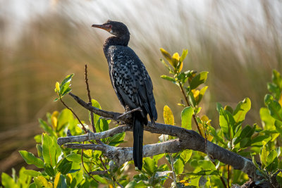 Reed Cormorant