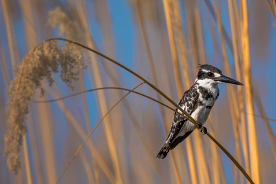 Pied Kingfisher