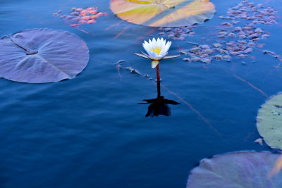 African Water Lilly