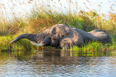 African Elephant Feeding on Marsh Grasses