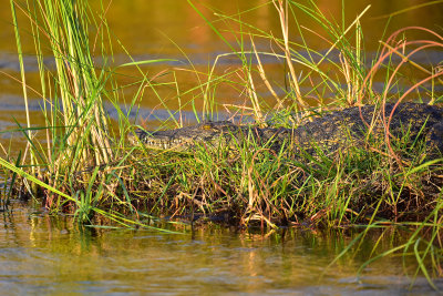 Crocodile