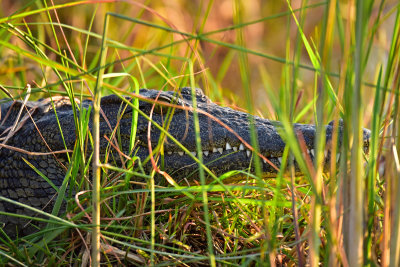 Croc