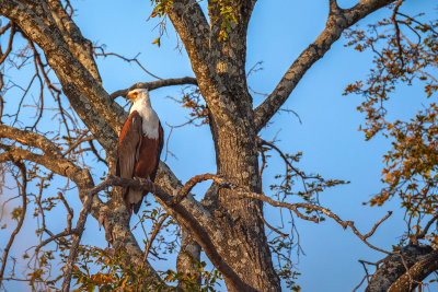 African Fish Eagle