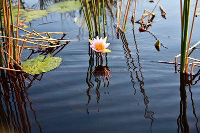 African Water lilly