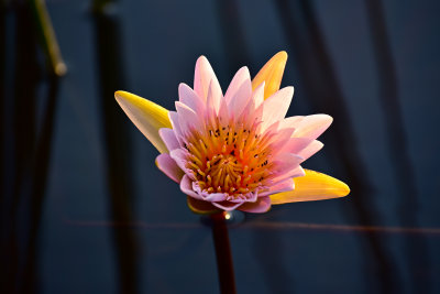 African Water lilly