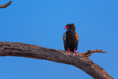Bateleur Eagle