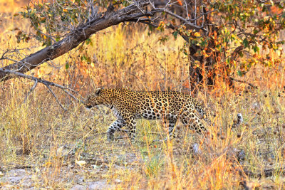 Leopard (evading Hyenas)