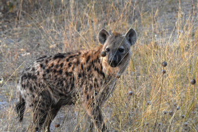 Spotted Hyena (looking for Leopard's Kill - in tree)