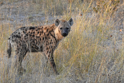 Spotted Hyena (looking for Leopard's Kill - in tree)