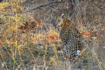 Leopard (evading Hyenas)