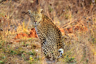 Leopard (evading Hyenas)