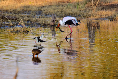 Yellow Billed Stork (with catch) and Marsh Sandpipers
