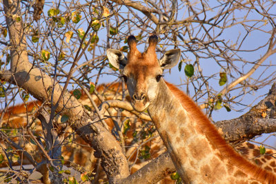 Giraffe