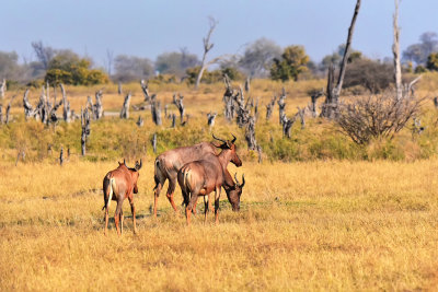 Common Tsessebe