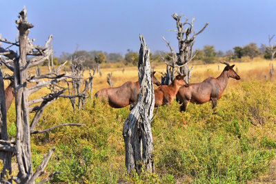 Common Tsessebe  (watching for Leopard)