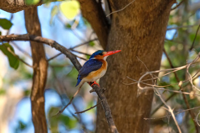 Malachite Kingfisher