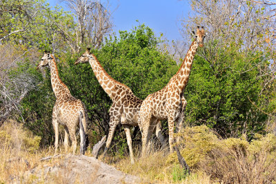 Giraffes