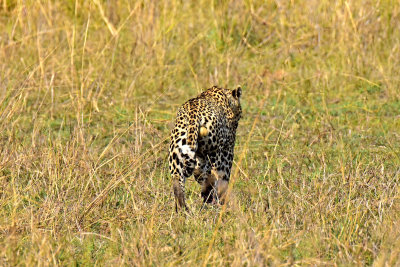 Leopard