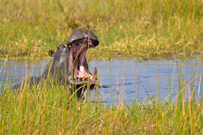 Hippo Yawn