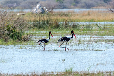 Saddle Billed Storks