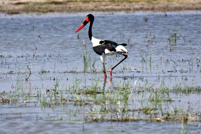 Saddle Billed Stork