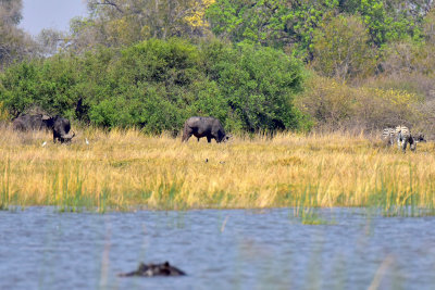 Cape Buffalo grazing with Zebras