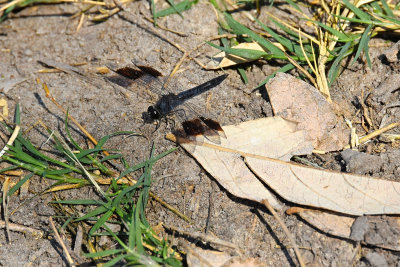 Dragonfly - (unusual wing pattern)