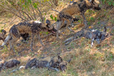 African Wild dogs