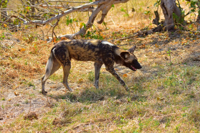 African Wild dog