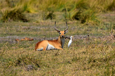 Impala with Egret