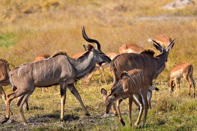 Kudu with Impala in the background