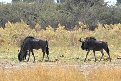 Wildebeest