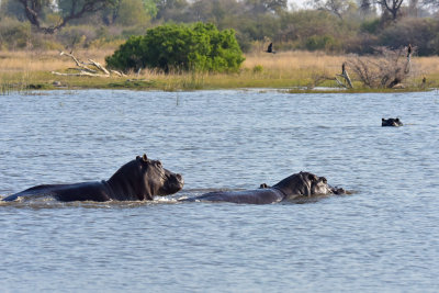 Hippos