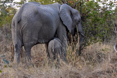 African Elephants
