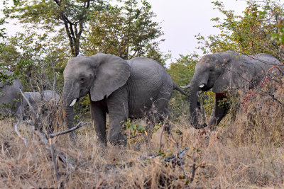 African Elephants