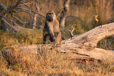 Chacma Baboon