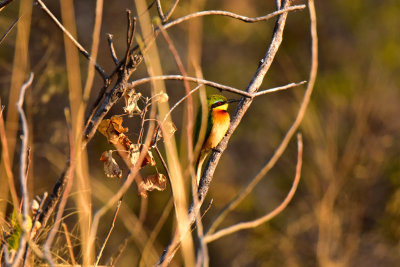 Little Bee-Eater